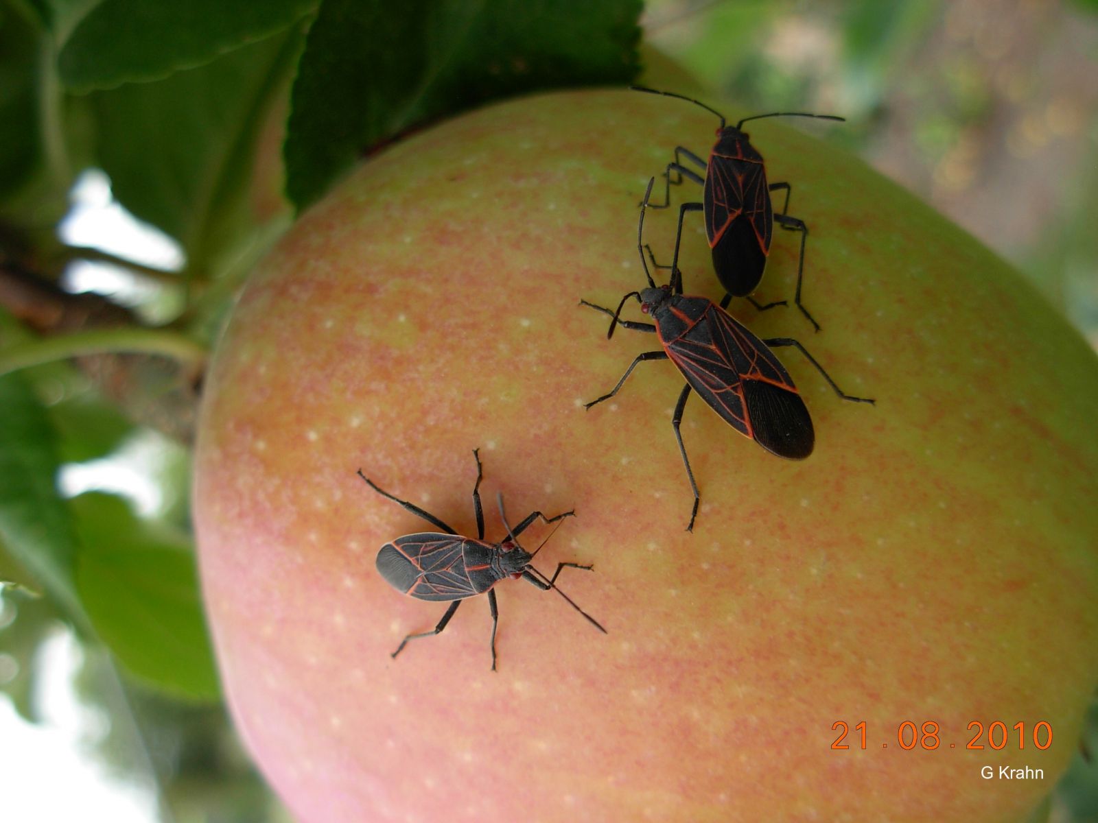 Pests BC Tree Fruit Production Guide